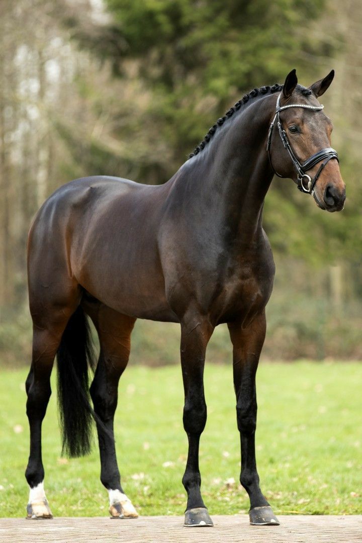 Dunkel Braunes Warmblut